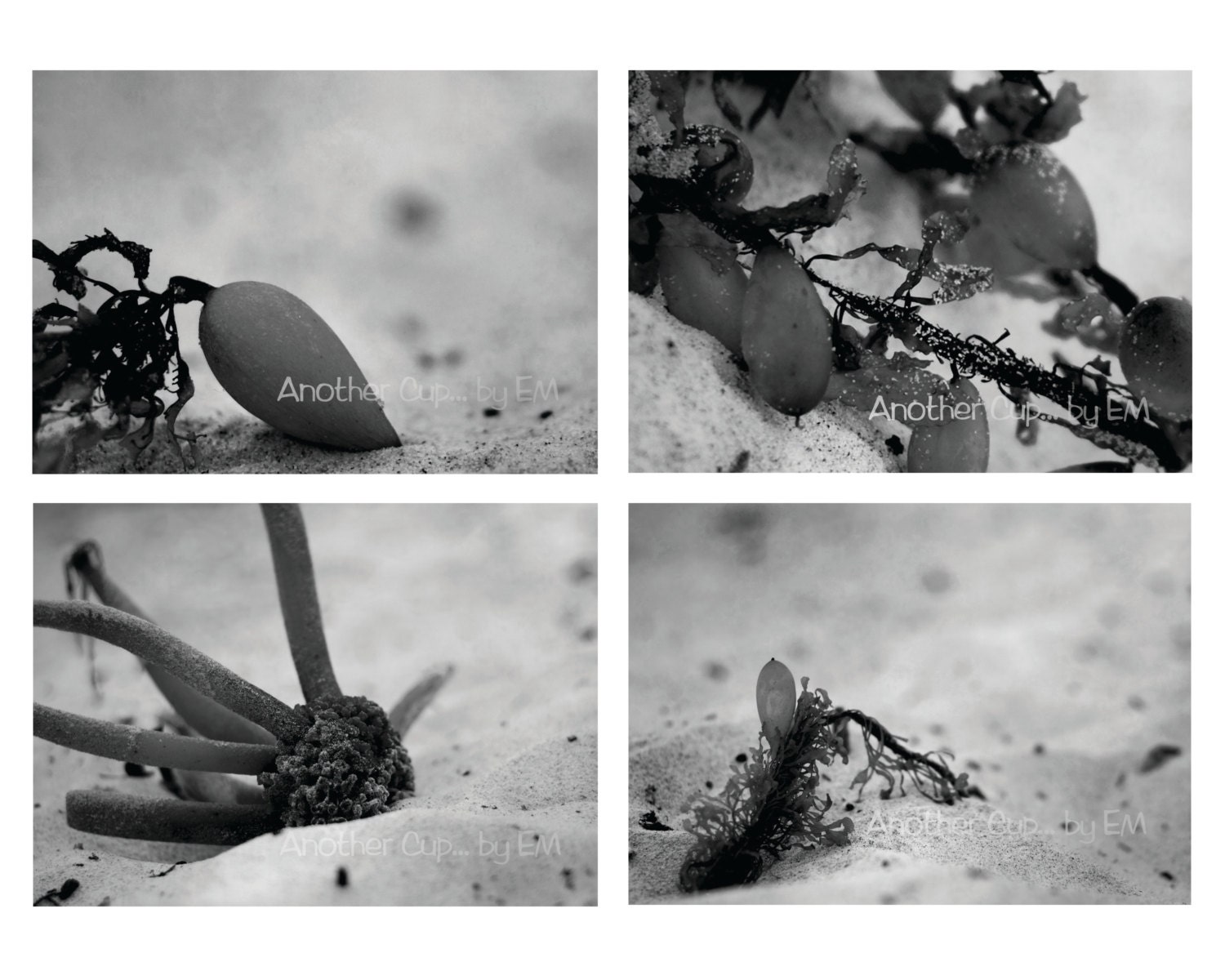 Beach Photography 5x7 Set - Seaweed Photography Set, Seaweed, Black and White, Abstract