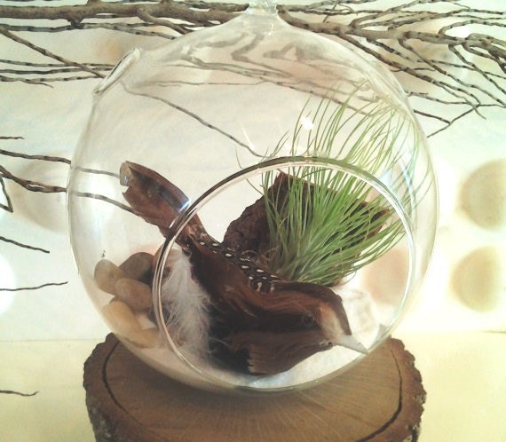 SOLITUDE -  A Round glass terrarium, a beautiful feathered bird, Andreana air plant, Oak bark,  River rocks, on a Bed of White sand