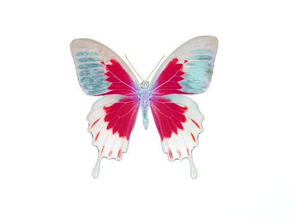 Butterfly Fine Art Print, Children Room Art, Girls Room Decor, Multicolor Art, Pink and Blue Butterfly - SevenTen