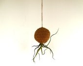 Hanging Planter for Air Plant The ORIGINAL Crazy Bulbosa Air Plant in Hanging Cinnamon