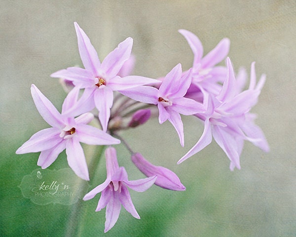 Lavender Stars- Lavender Flowers- Flower Photography- Nature Photography- Lavender Green- 8x10 Fine Art Print