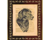 Black Labrador Retriever Dog Head Vintage Illustration Antique Book Page Art Print Home Decor Wall Decor 8"x10"