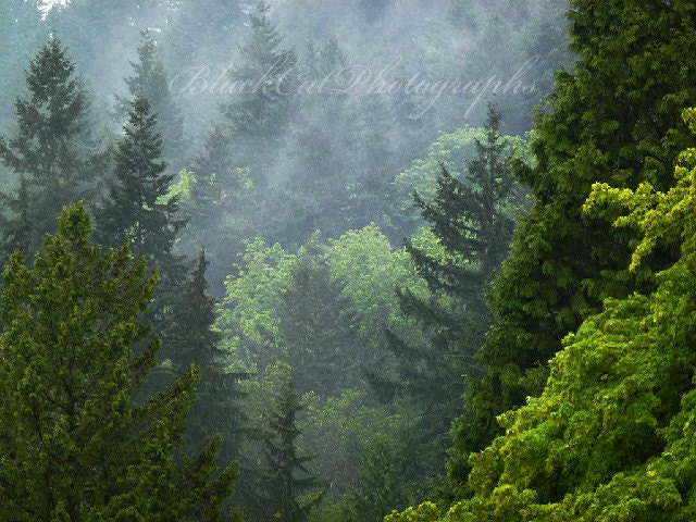 Tree photograph, spring green, misty rainforest, West Coast scenic photography, nature 5x7 Art Print, Canadian art, tree landscape photo