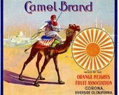 Corona Riverside County Camel Orange Citrus Fruit Crate Box Label Art Print