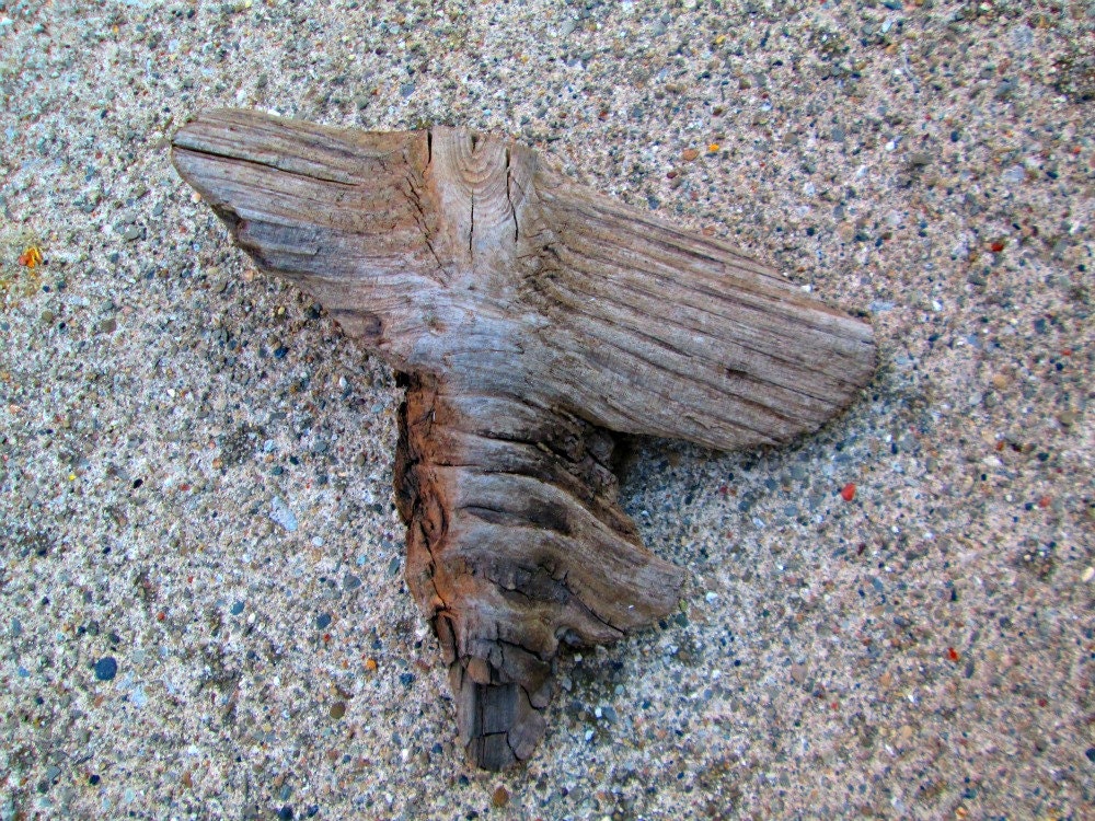 A Large Driftwood Knot Unusual Tornado Shape Lake Michigan Craft Supplies