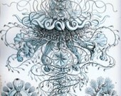 Medusa-Blue Jellyfish-Soft delicate colors-home decor- Ocean-Nature-Underwater-Art Treasures-Art Deco-1900