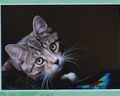 Photo Note Card, Kitten  - Blank, Handmade, Frameable