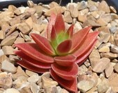 Red Pagoda-Crassula CapitellaThrysiflora