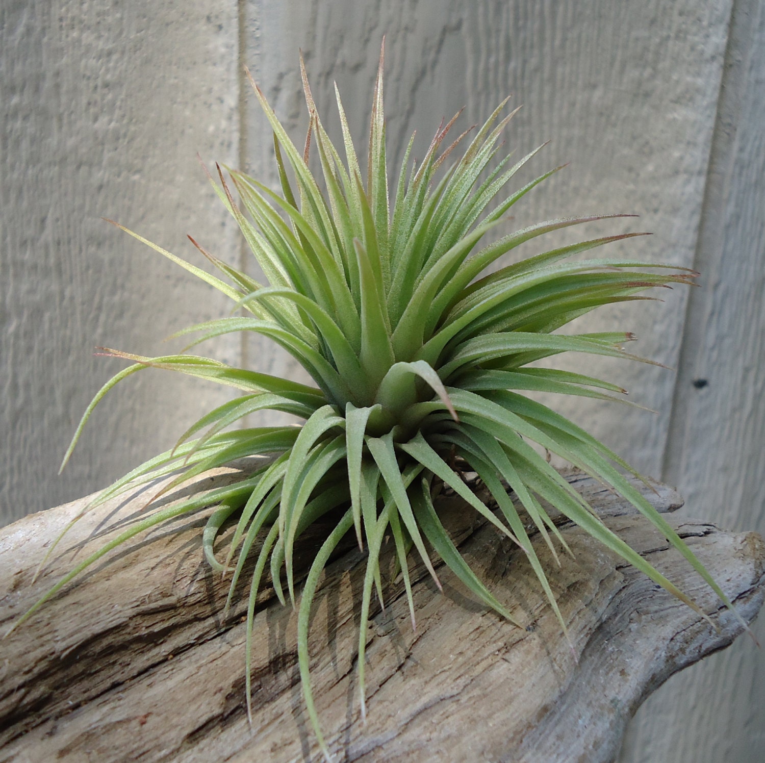 Tillandsia Ionantha Fat Boy