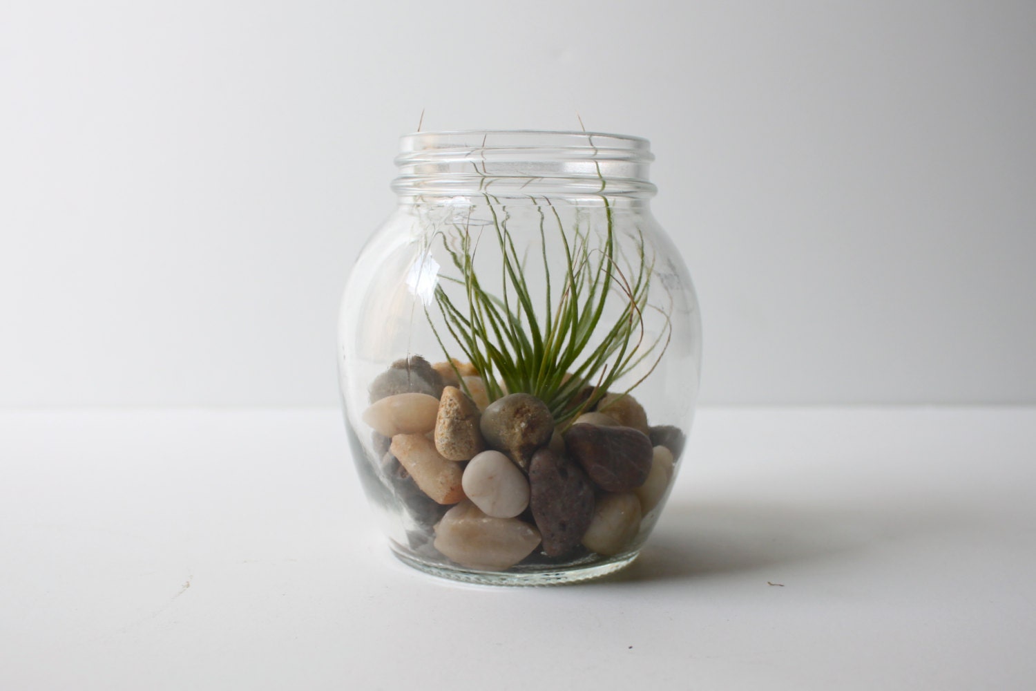 Air Plant Terrarium in Miniature Glass Jar