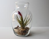 Blooming Air Plant Terrarium in Glass Vase