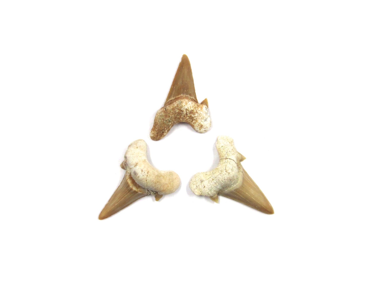 Fossilized Shark Teeth 3 Pieces 33mm - 35mm For Wire Wrapping and Jewelry Making (Lot no. 3802)