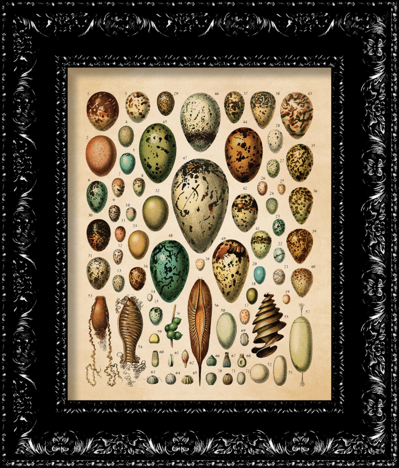Bird Egg Print - eggs collection print - Vintage Retro Inspired - Collage Art Print -  8x10 Art Print Poster