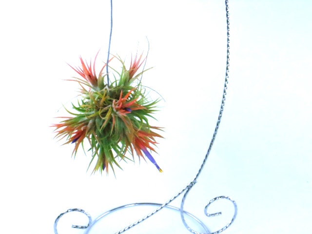 Air Plant // Variety Ionantha BABY Balls  Unique Natural Gifts  Gifts under 20  Gifts for Her  Birthday