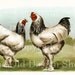 LIGHT BRAHMAS Biggle Poultry Digital Image for Cardmaking Scrapbooking Altered Art Mixed Media