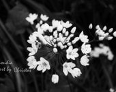Allium Black and White Photography - Fine Art Photography-12"x18"