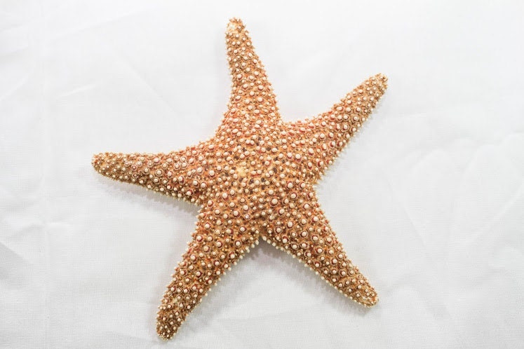 Beach Decor -  Large Sugar Starfish
