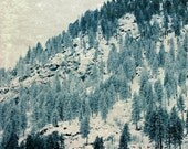 Winter Blue Forest, Pacific Northwest, Trees, Nature 12 x 18