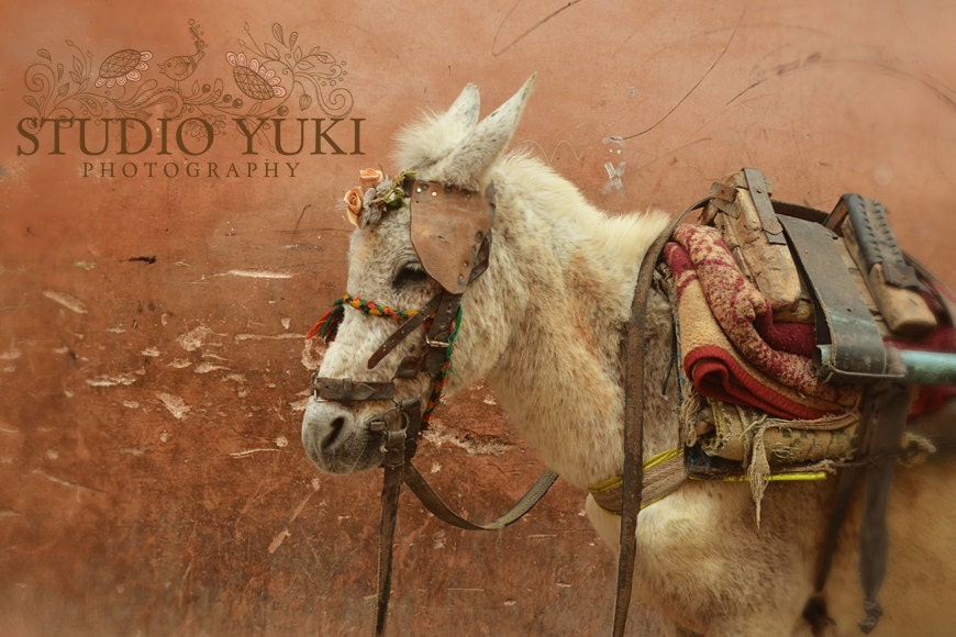 Pack Mule Photograph - Travel Home Decor, Morocco, Animal Art, Rustic Old Wall, Donkey, Fine Art Photography 8x12 - Old Ways