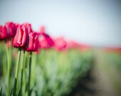 Flower Photograph 8x10, Red Tulip Photography, Bright Nature Print, Dreamy Photo, Whimsical Spring Home Decor, pink, green, blue