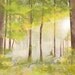 Sacred Grove Print 20x30.