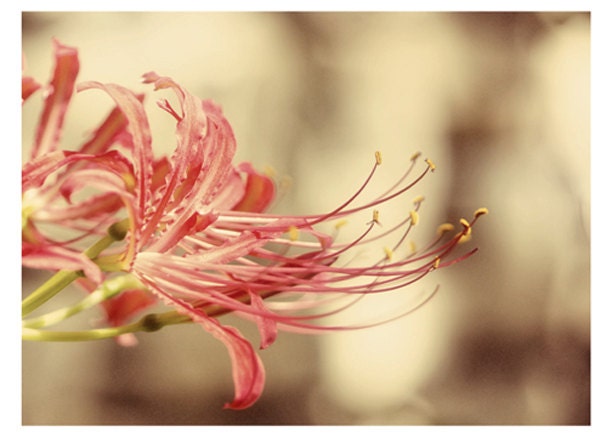 Pink Flower Art Photo print, Pink and Yellow, 8x10 photograph print, bathroom wall art, pink yellow, botanical flower photograph