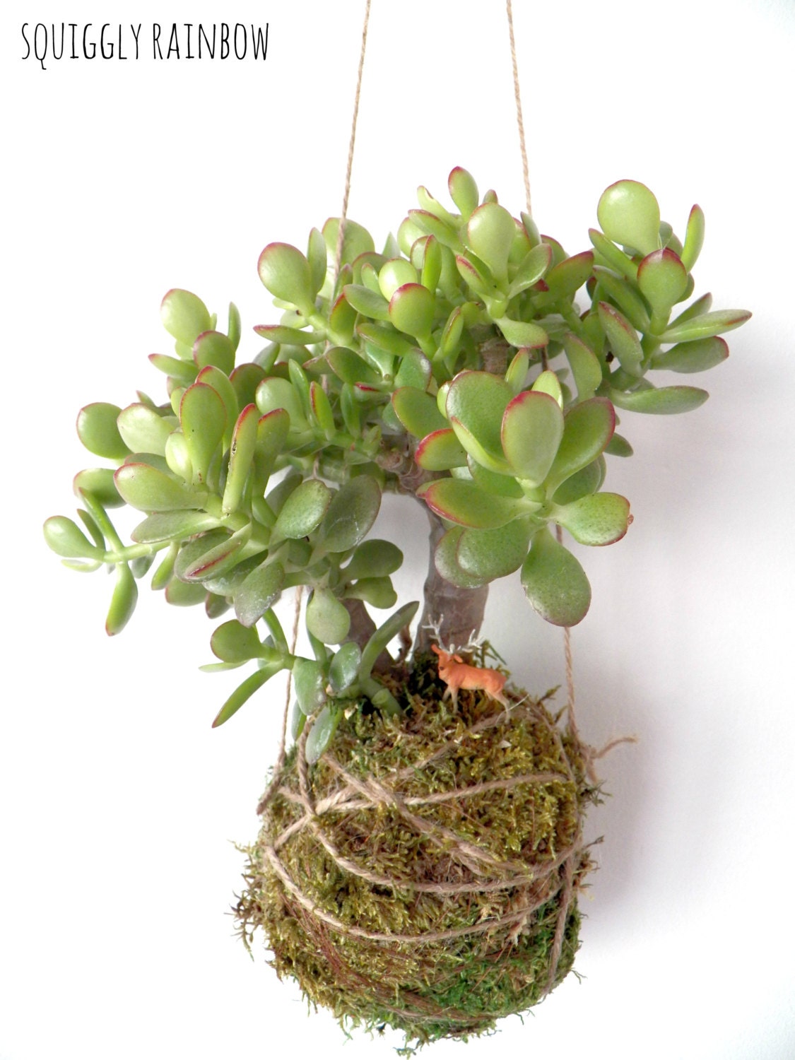 Succulent Kokedama - Hanging Hill