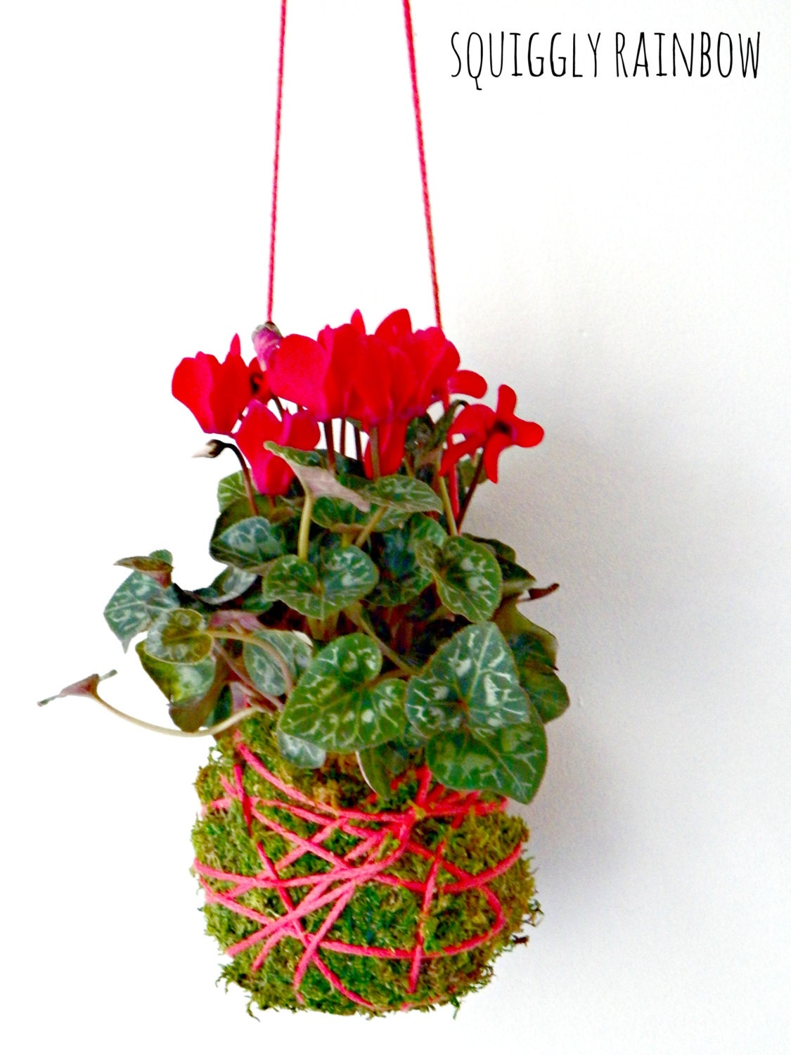 Cyclamen Kokedama - Hanging Hill