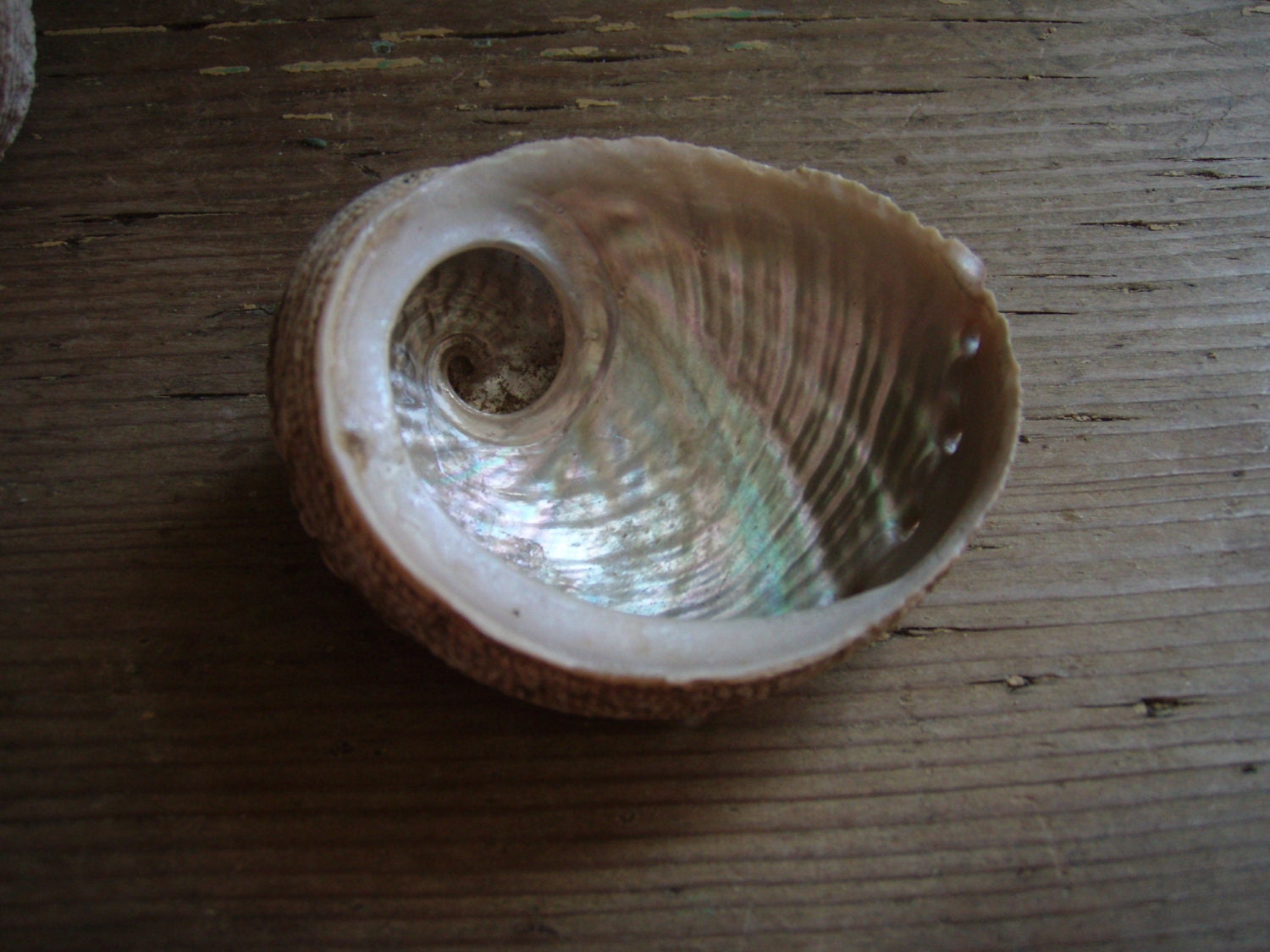 Small Abalone Shells - Home Decor - Shadow box - Beach House