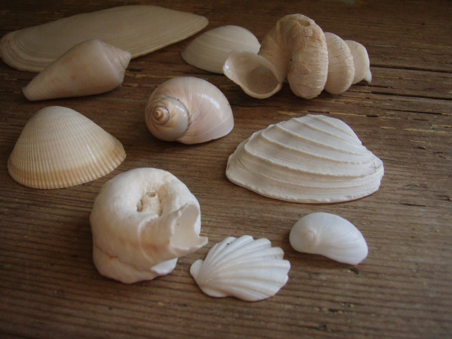 Collection of pale Shells - Home Decor - Shadow box - Beach House