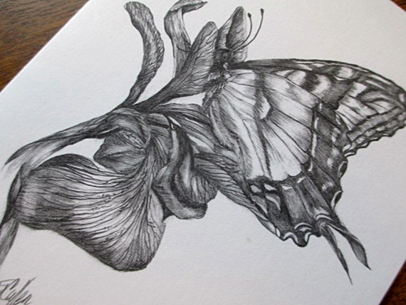 Fine Art Blank Greeting Cards Stationery Black and White Blank Note Cards Butterfly Iris Art Print Stationary Pencil Drawings