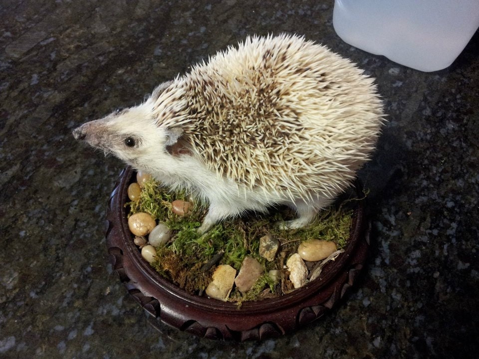 Hedgehog Taxidermy Specimen on Wood Base
