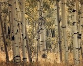 Aspen trees in fall colors sepia fine art photograph print 20x30