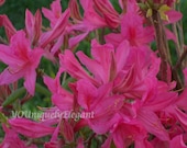 Flower Photography - Neon Pink Azalea - 8x10 Print - By The Sea - Fine Wall Art