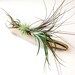Air Plants on Driftwood: Mounted Tillandsias on Tabletop Garden