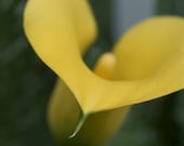 Yellow Calla Lilly 8x8 color photograph, print, close up, modern, minimalist, home decor, abstract warm tones