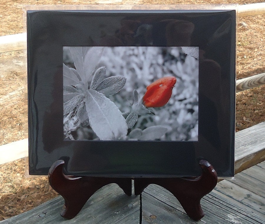 Red Bud, Black & White, Floral Altered Photograph