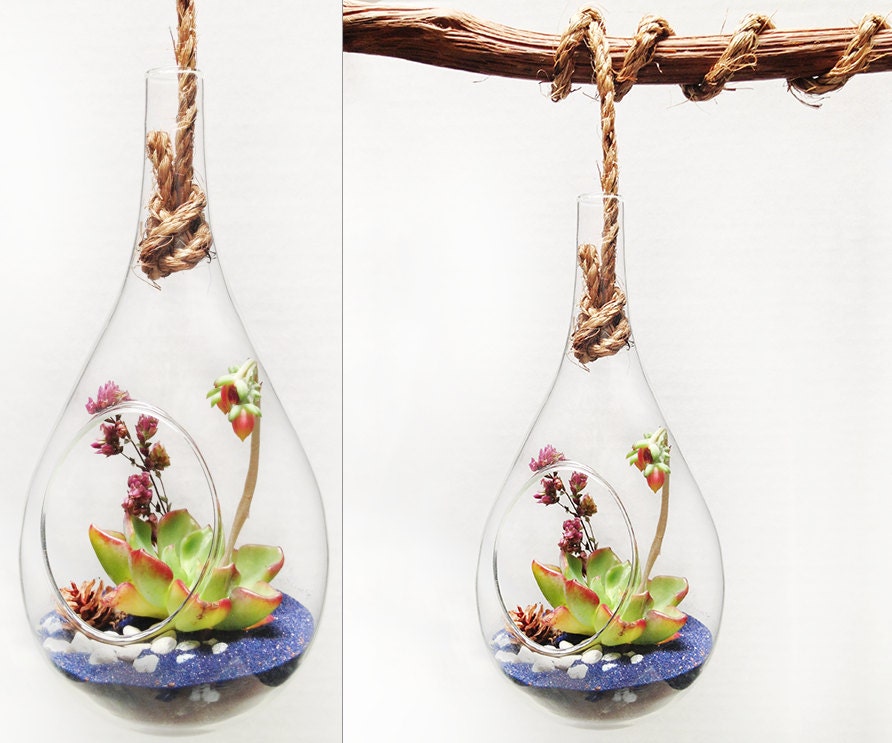 Desert Hanging Glass Bubble Succulent Terrarium