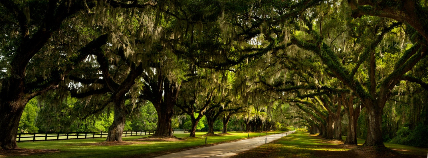 photography, fine art, south carolina, plantation, 'Southern Canopy'