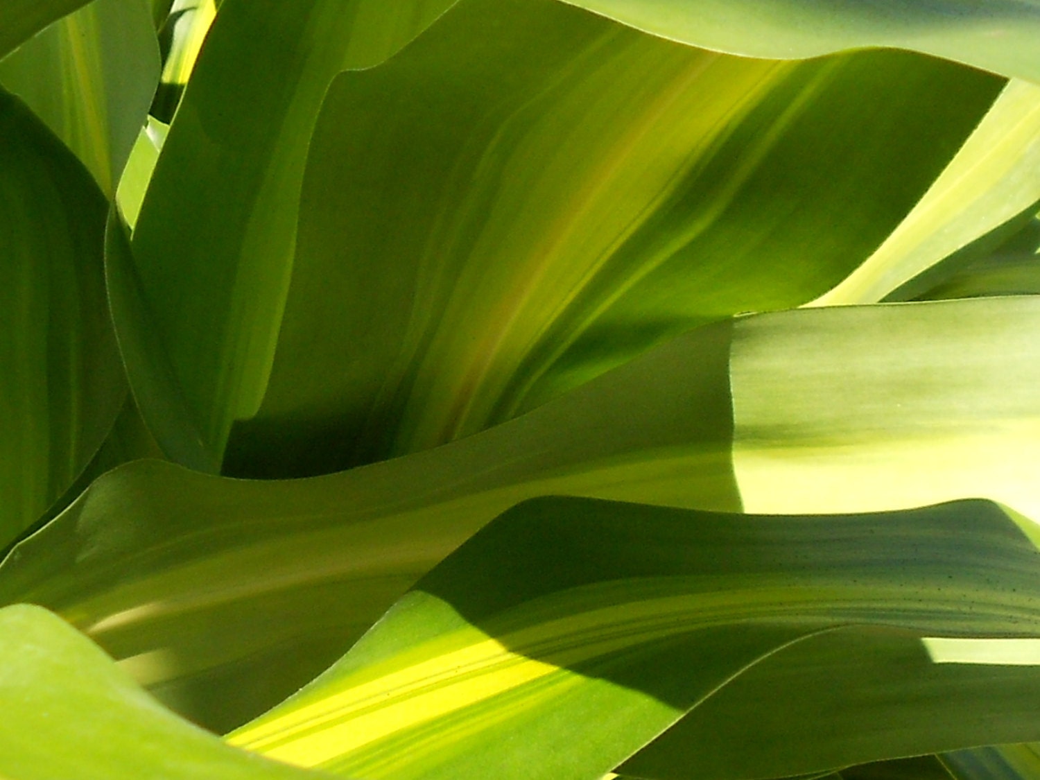 8x10 Tropical Canopy No. 3 Green Leaf Photography  Inspirational Green Leaves   Green Leaves Nature Photo