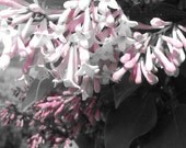 Purple Lilac Photography  FLOWER PHOTO    Lilac Pose No.1     Flower Photo   NATURE  Photo   Lilac Photo