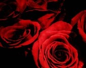 Red Roses, Pretty Flowers, Black and Red, Dramatic Art, Macro Photography, Floral Home Decor, 9 x 12 Fine Art Print