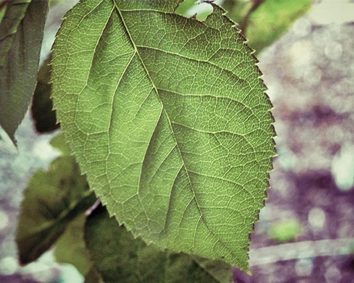 Leaf Photograph, Macro, Green, Nature Photography, Texture, Garden, Relaxing Home Decor, Minimalist, 8 x 10 Fine Art Print