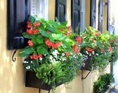 Southern Yellow House with Black Flower Box and Shutters, Charleston Architecture, 8x12 Photography Home Decor Print