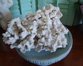 Vintage large coral shell/ wedding table decor/ beach decor/home decor/garden decor