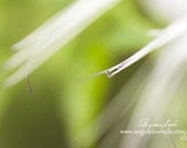 Macro flower photography, purple, bokeh, nature photo, green, botanical, floral wall art, soft, dreamy, 8x12, wall decor, Mother's Day