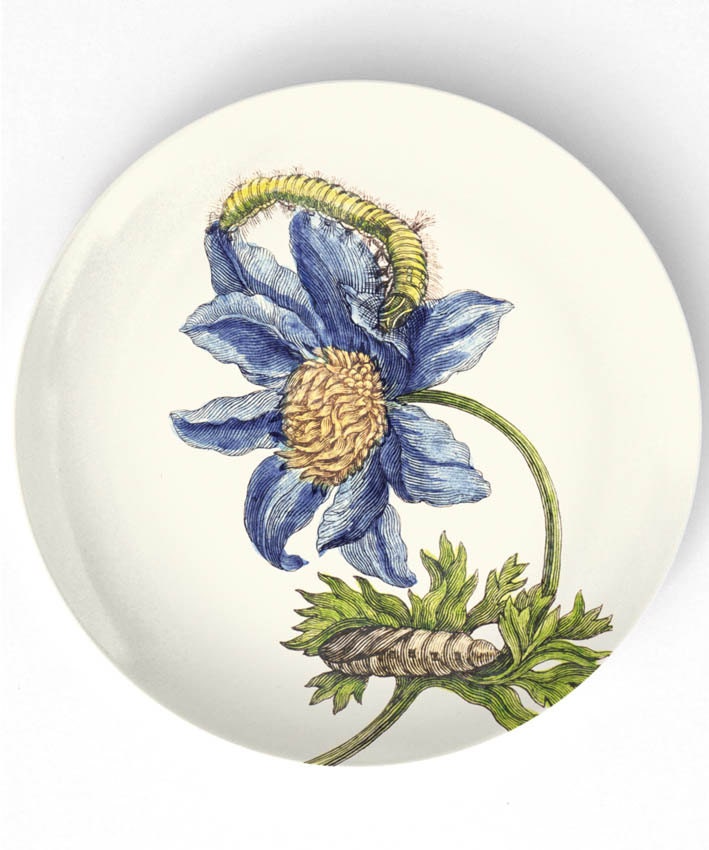 1600's botanical artwork II - reproduced on 10 inch Melamine Plate with a softly aged off-white background