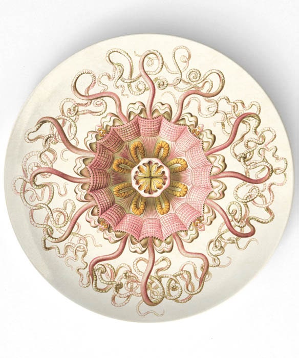 Sea Life III - 1800s illustration by Ernst Haeckel -  on 10 inch Melamine Plate