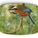 Motmot antique bird artwork reproduced on 10 x 14 melamine platter