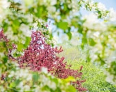 Blooming flowers photo.  Spring blooms photograph. Wisconsin spring. Pink. Magenta. White. Nature Photography. Fine Art Photography Print